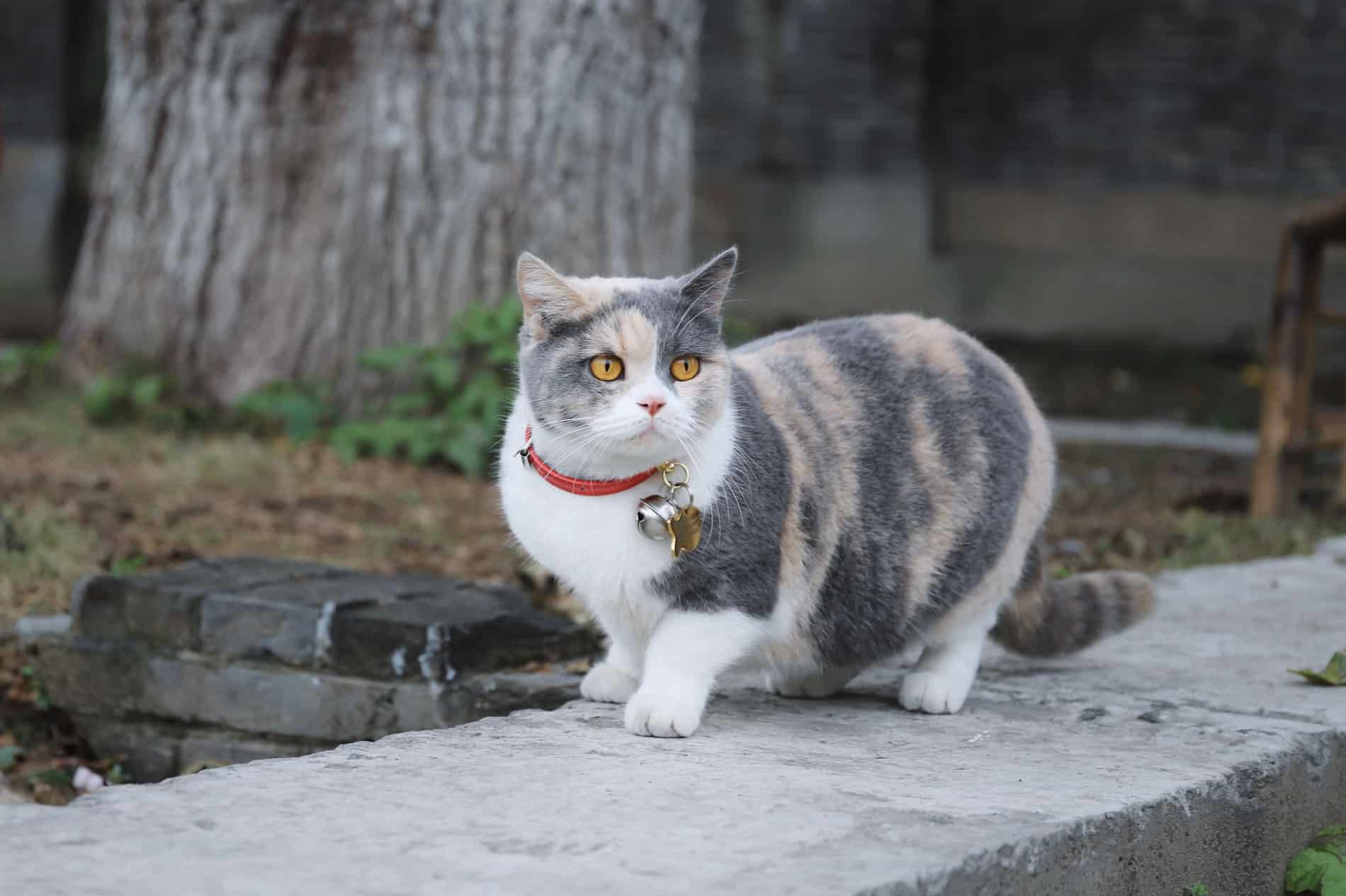 Chat tricolore gris, crème et blanc au collier rouge, debout sur une dalle de pierre