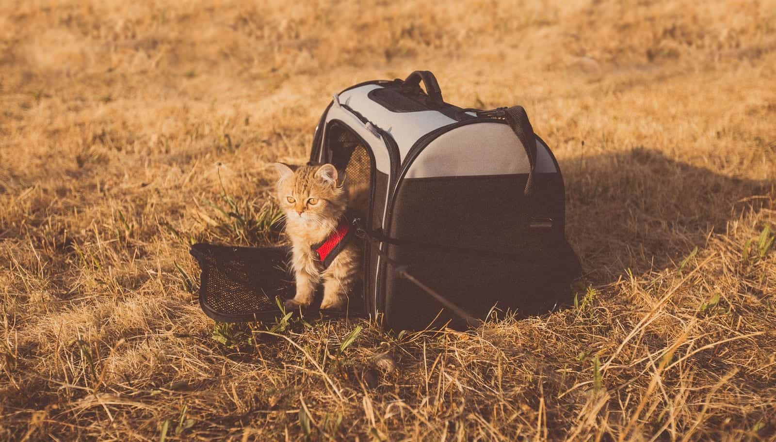 Comment voyager avec un chat
