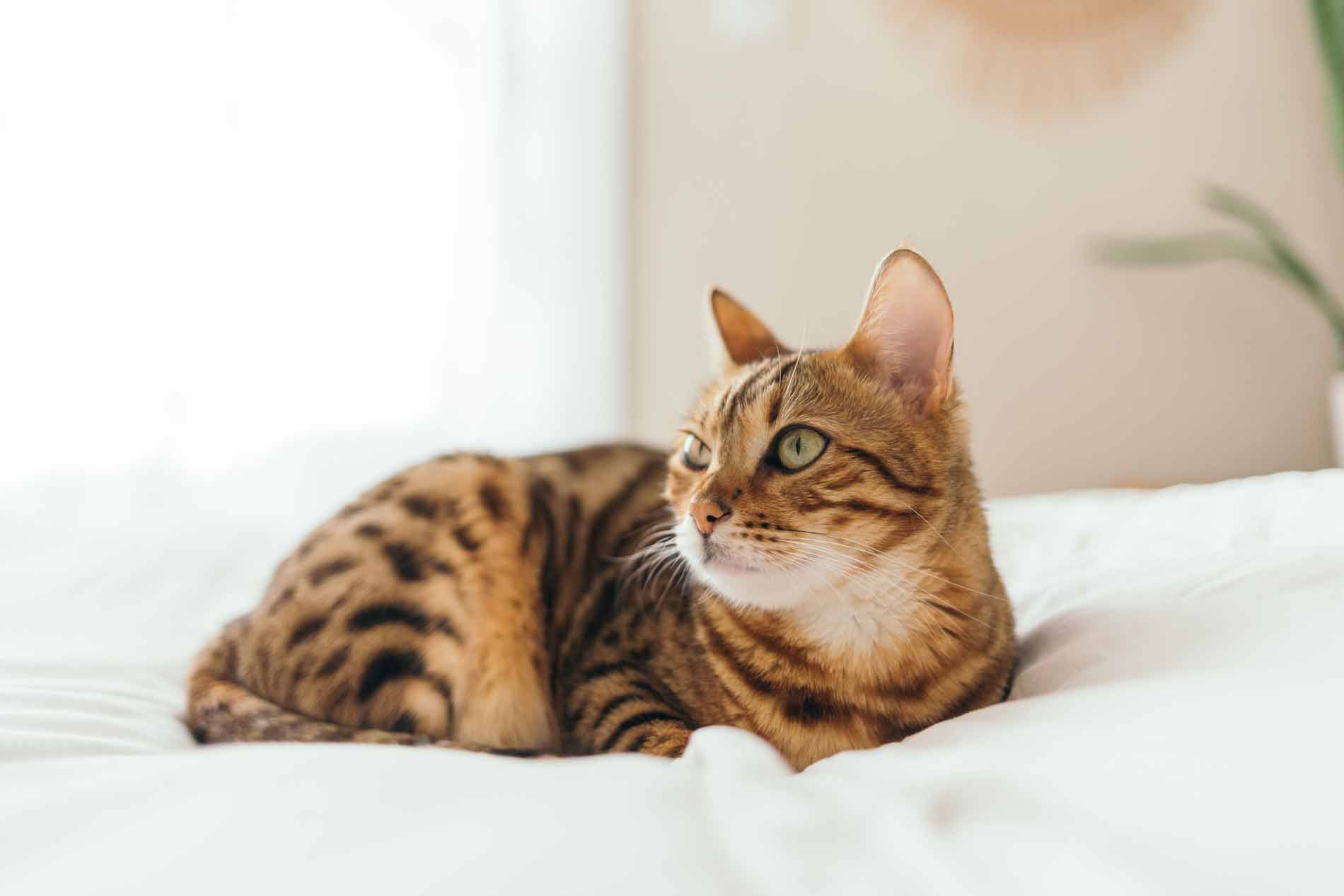 Hygiène et Soins des Chats