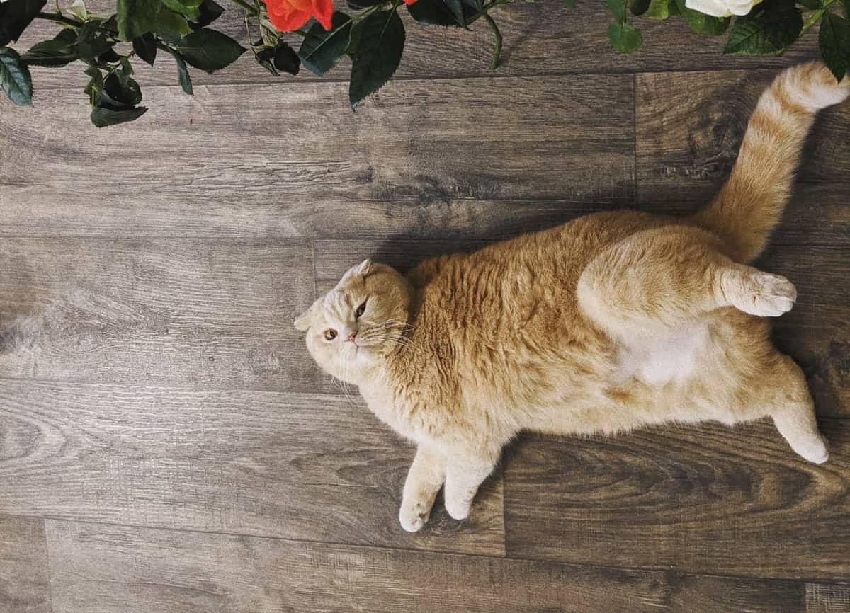 Chat chez le vétérinaire
