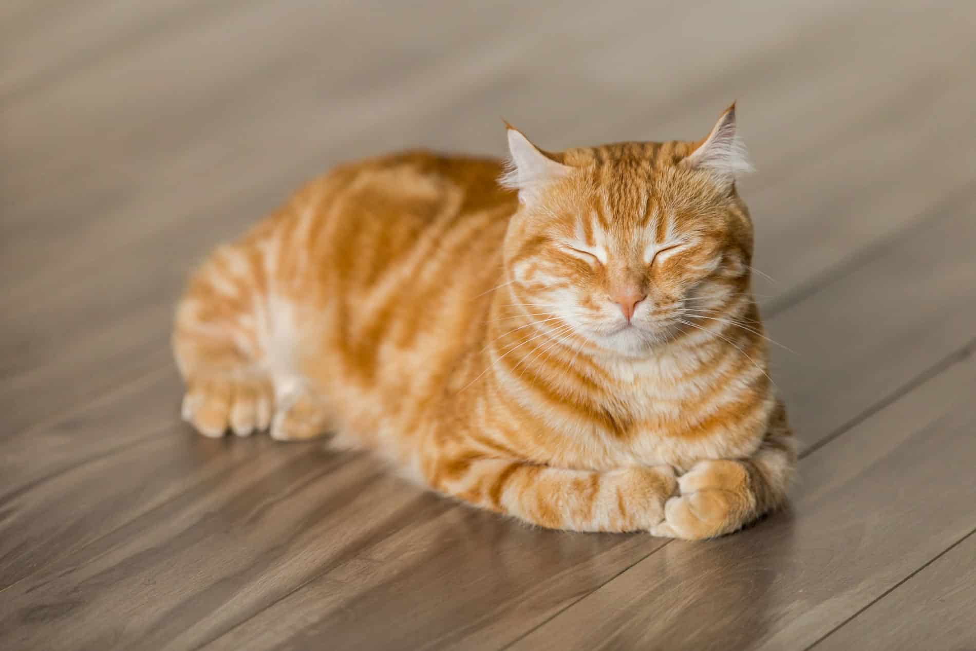 croquettes / pâtée chat stérilisé