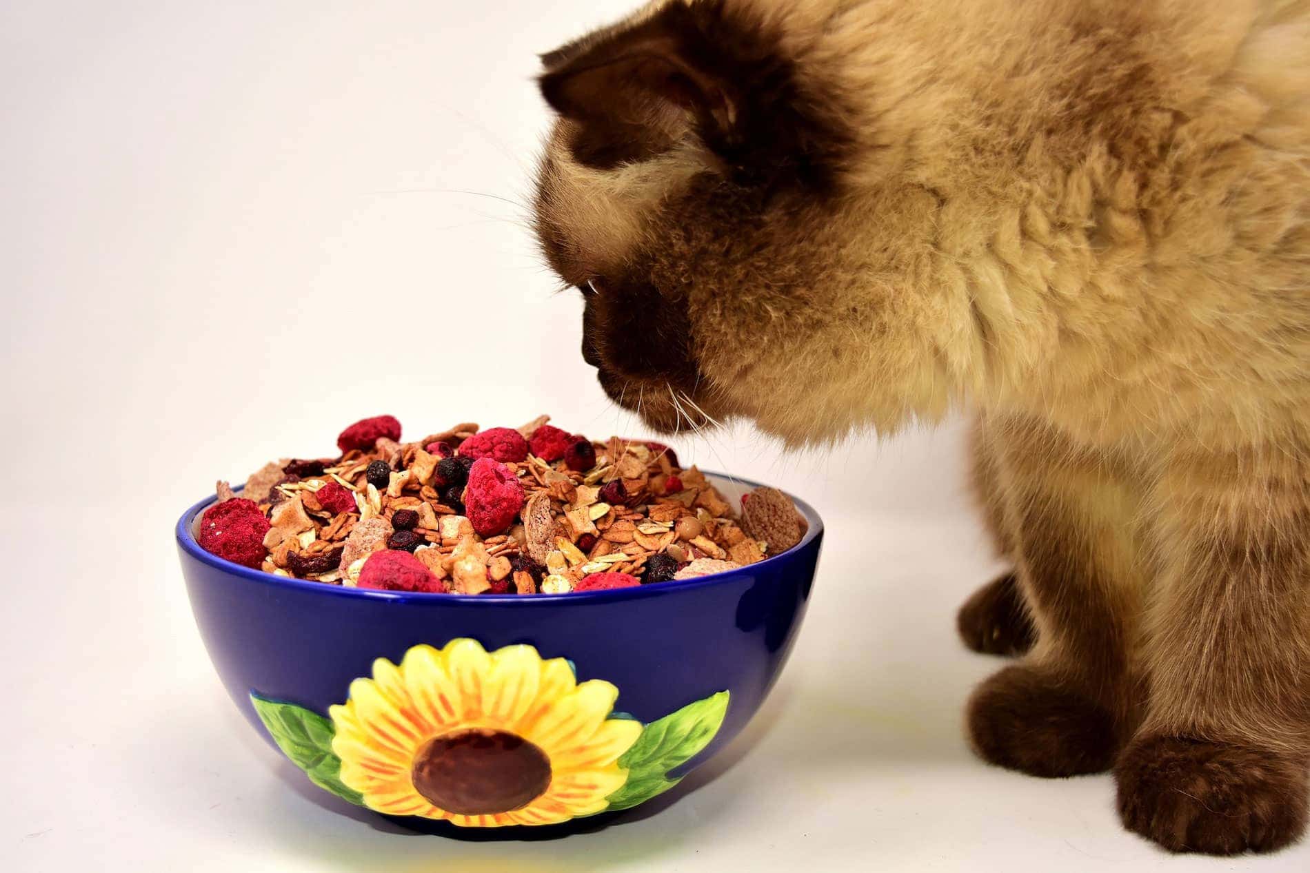 complément alimentaire pour chat