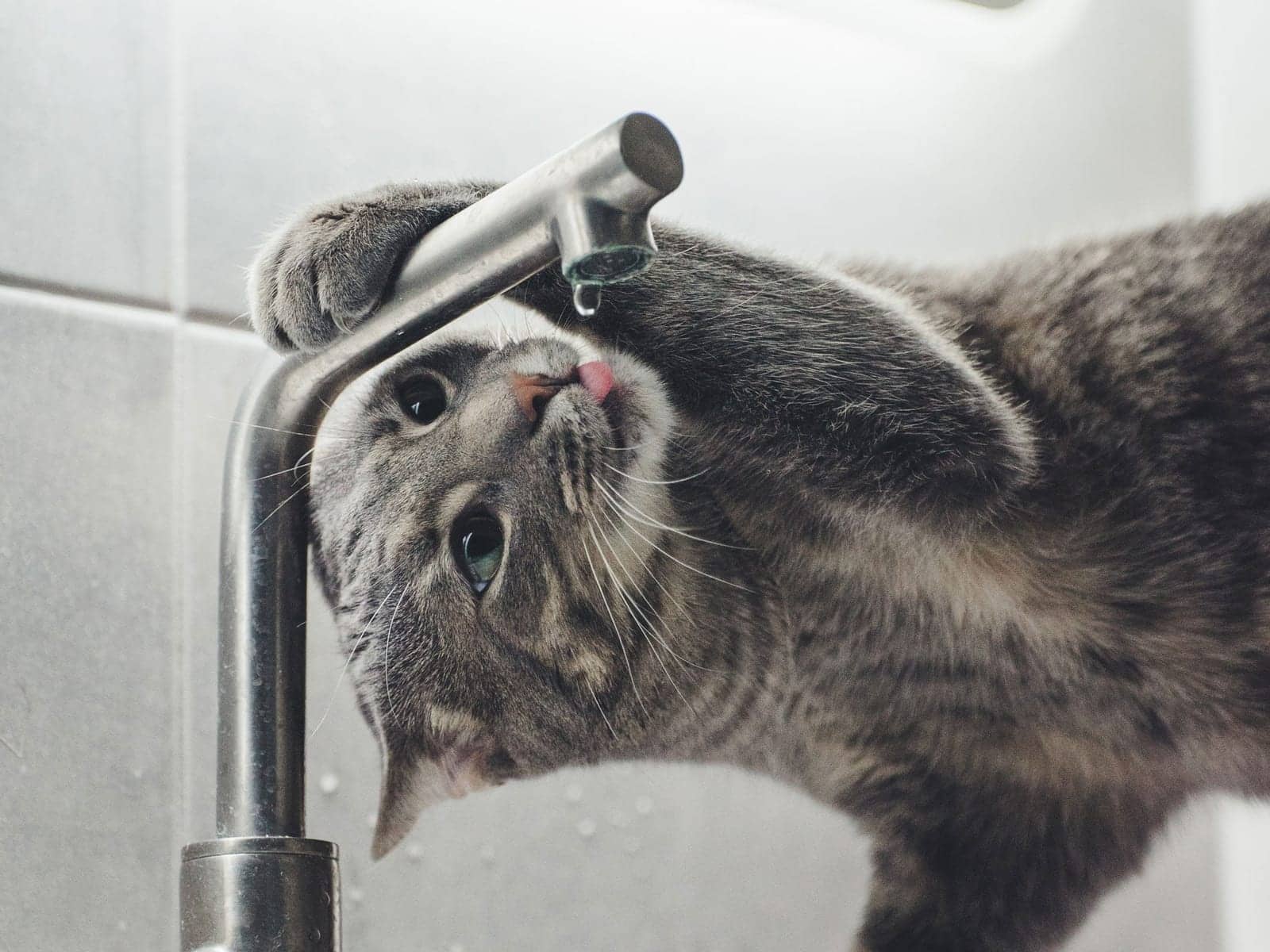 fontaine à eau pour chat