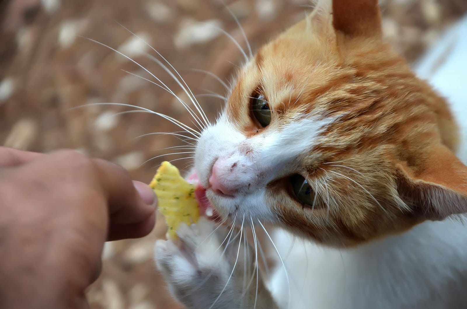 friandises naturelles chat