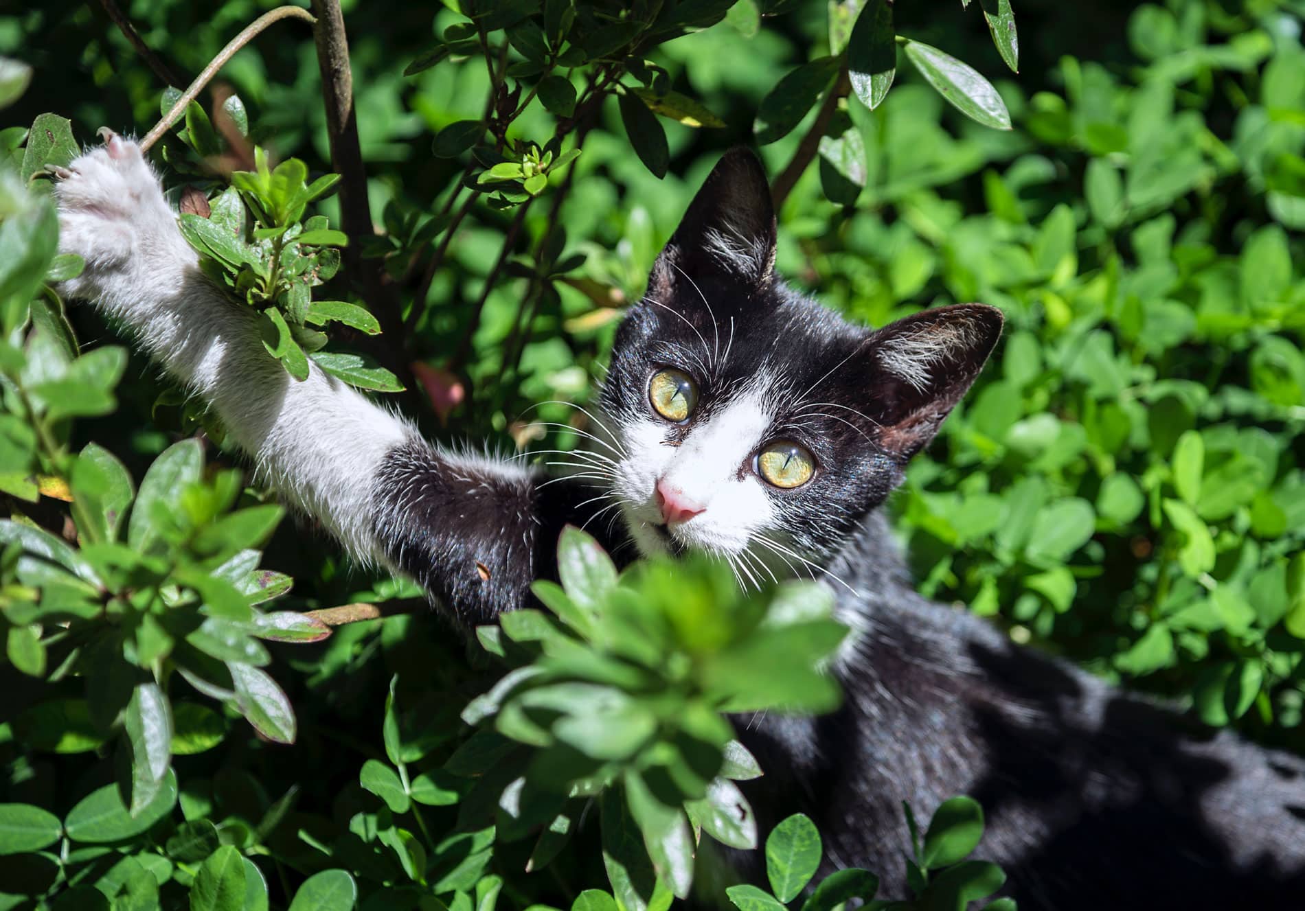 La cataire, la drogue préférée des chats - Homycat