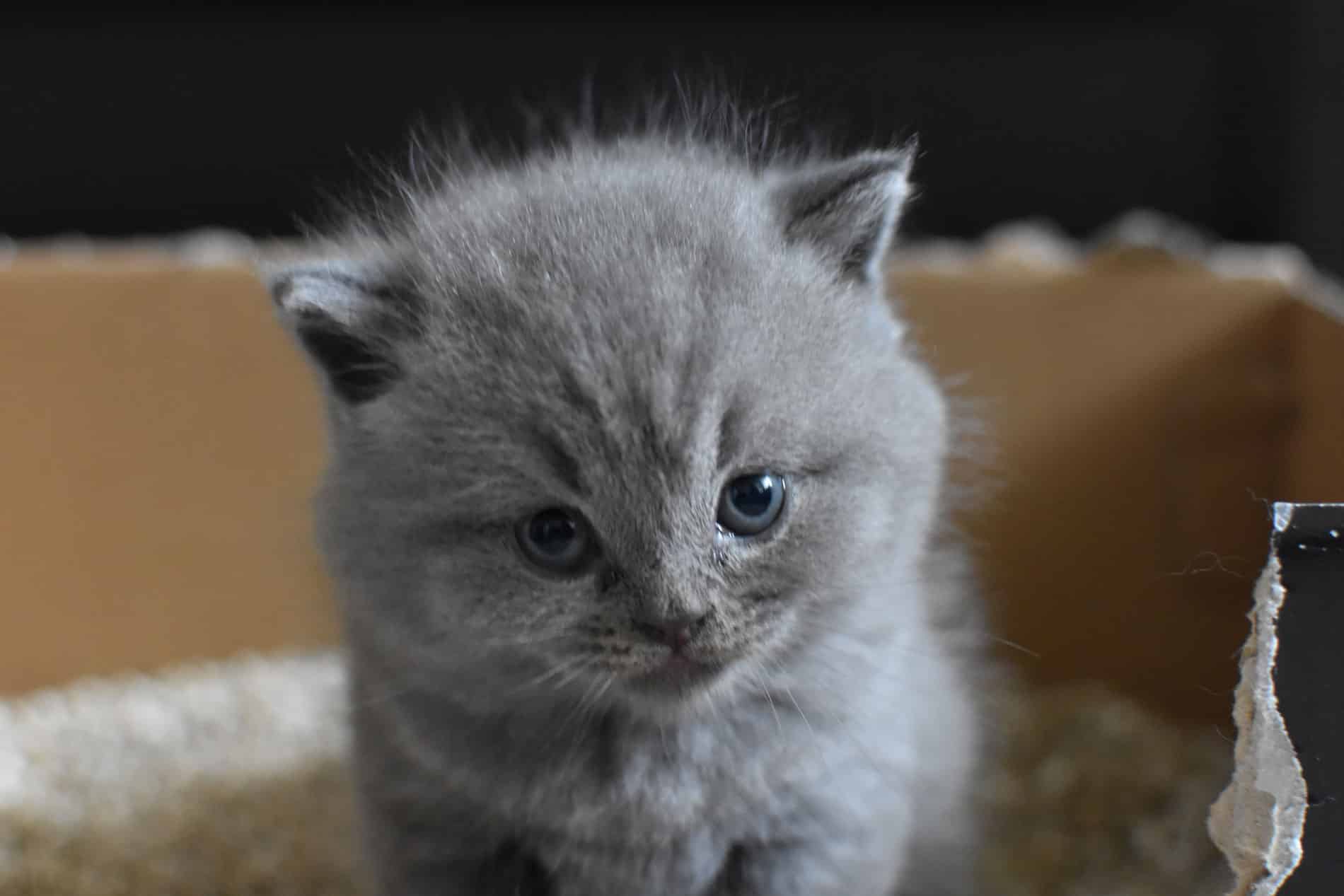 litière pour chat