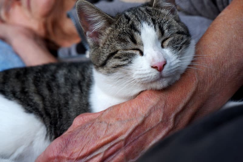 Un chat endormi dans les bras d’une bénévole