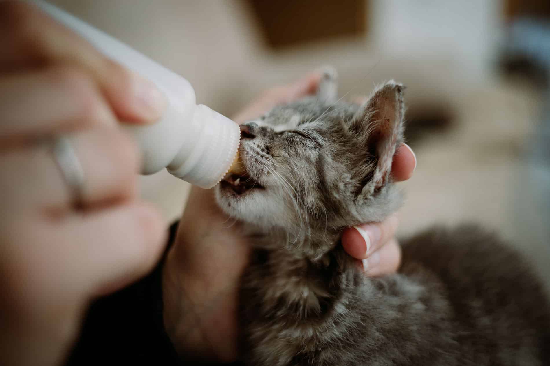 travailler avec les animaux