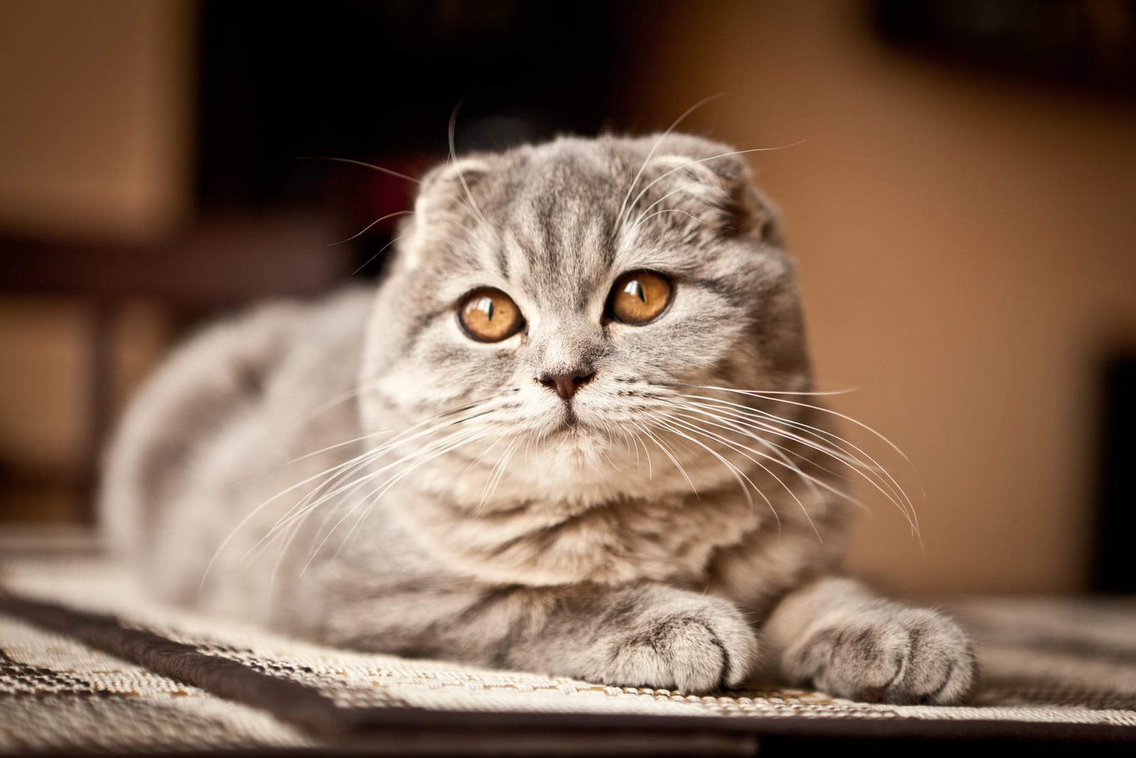 Scottish Fold tigré gris aux oreilles repliées et aux yeux orange, allongé sur un tapis tressé