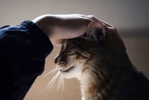 Comportementaliste avec un chat