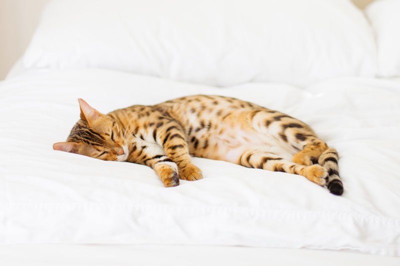 Chat endormi en boule sur un lit