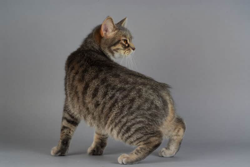 La Gale Du Chat Comment Reconnaitre Ses Symptomes Et La Soigner