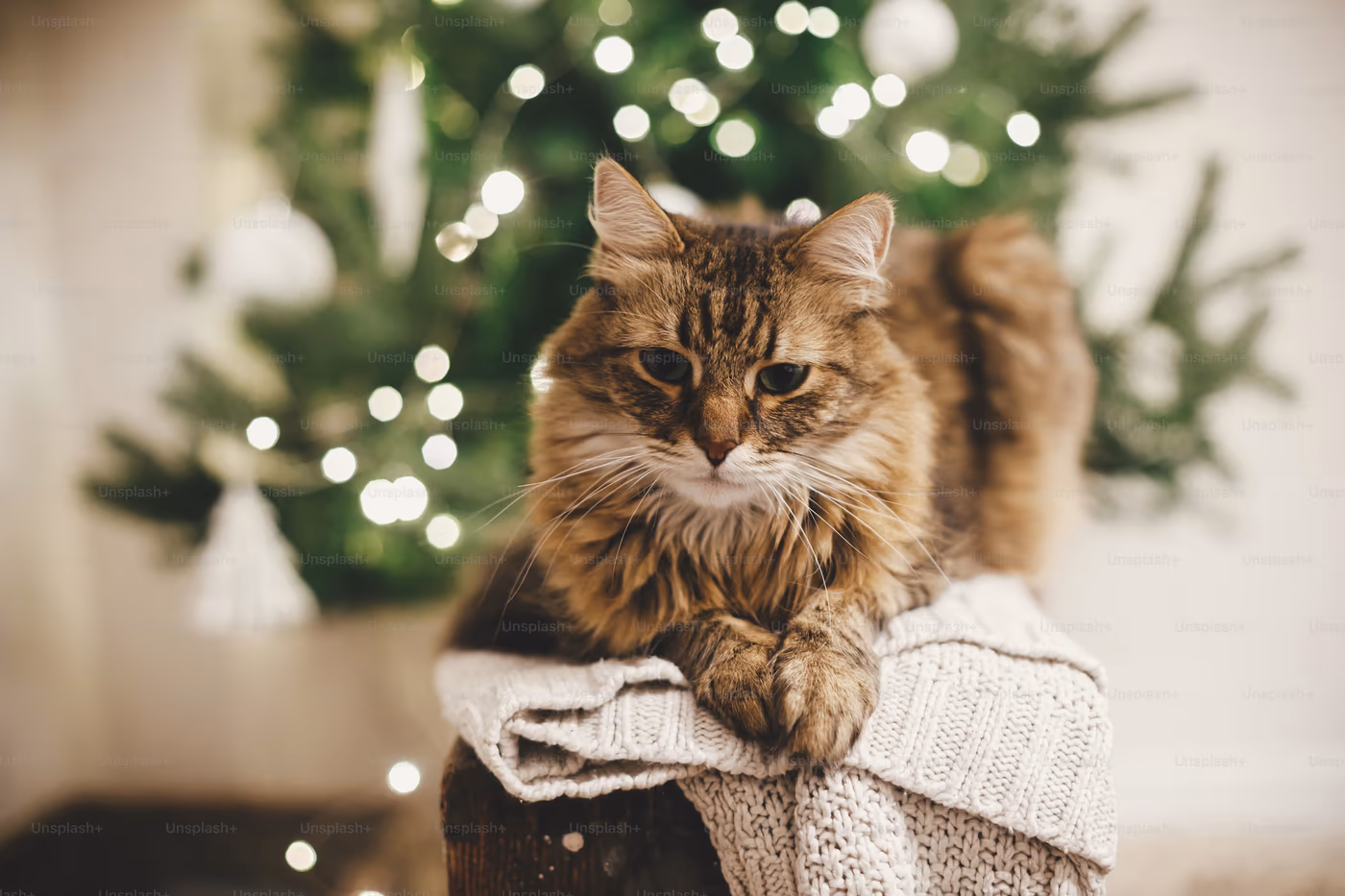 accessoires incontournables chat
